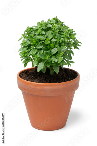 Greek basil plant in a ceramic pot isolated on white background close up