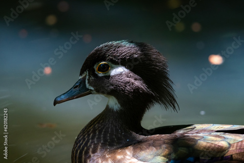 Photography Close up of a Wood Duck, Aix sponsa, swimming in shadows with bokeh background