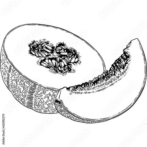 Hand drawn Cantaloupe Melon Sketch Illustration