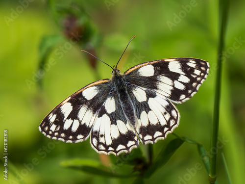 Marbled White Butterfly. Wings Open.