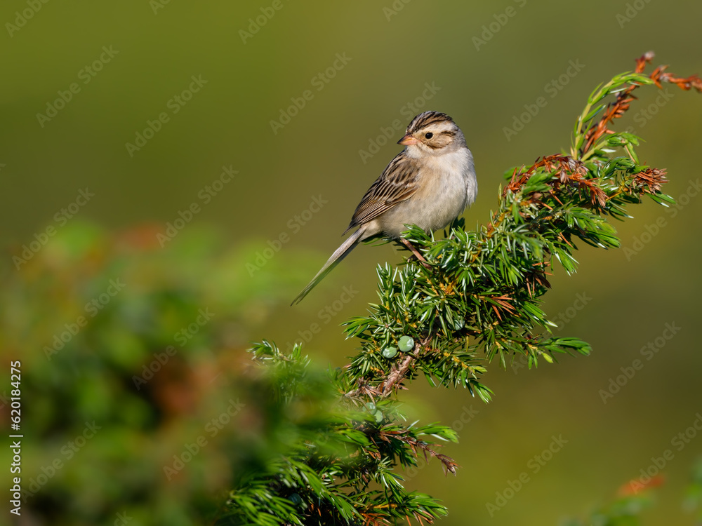 Fototapeta premium Clay-colored sparrow perched on common juniper in early morning 