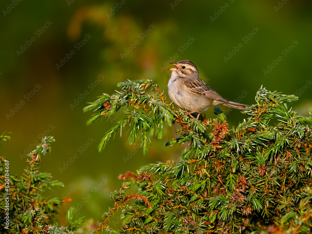 Naklejka premium Clay-colored sparrow perched on common juniper in early morning on yellow green background