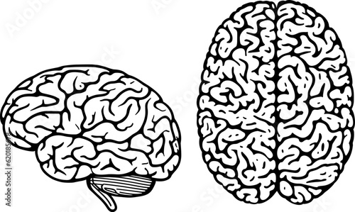 The human brain in two planes is isolated on the white.Vector EPS-10