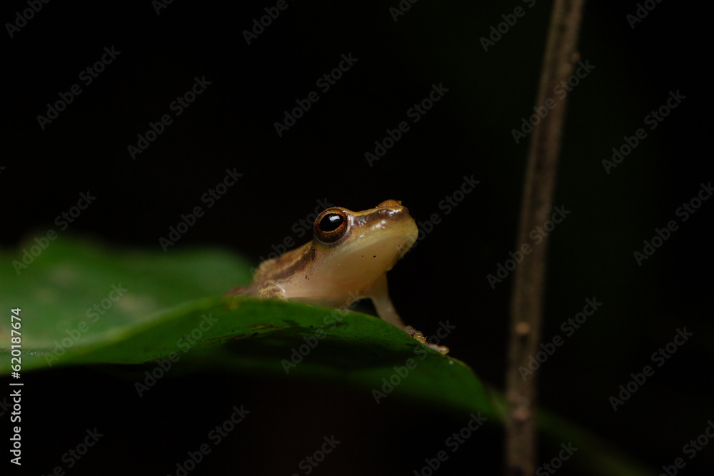 Obraz premium frog in the grass