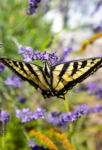 butterfly on a flower