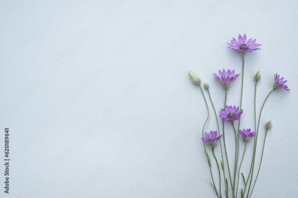 Purple flowers of Xerochrysum bracteatum, everlasting or strawflower on white background. The concept of summer, spring, holiday. Top view, flat lay, copy space for text Purple flowers of Xerochrysum bracteatum, everlasting or strawflower on white background. The concept of summer, spring, holiday. Top view, flat lay, copy space for text