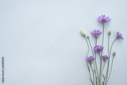 Purple flowers of Xerochrysum bracteatum, everlasting or strawflower on white background. The concept of summer, spring, holiday. Top view, flat lay, copy space for text