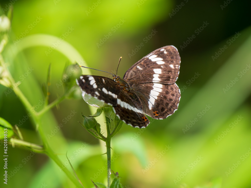 White admiral butterfly feeding on bramble White admiral butterfly feeding on bramble