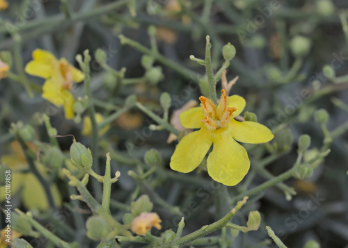 Wallpaper Mural Verbascum spinosum is a Cretan endemic phrygano plant found mainly in the White Mountains Torontodigital.ca