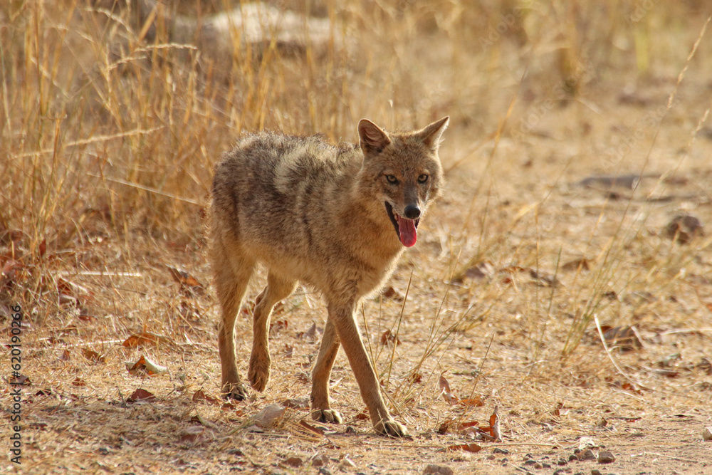 Indian wild dog in Pench National Park, India Indian wild dog in Pench National Park, India