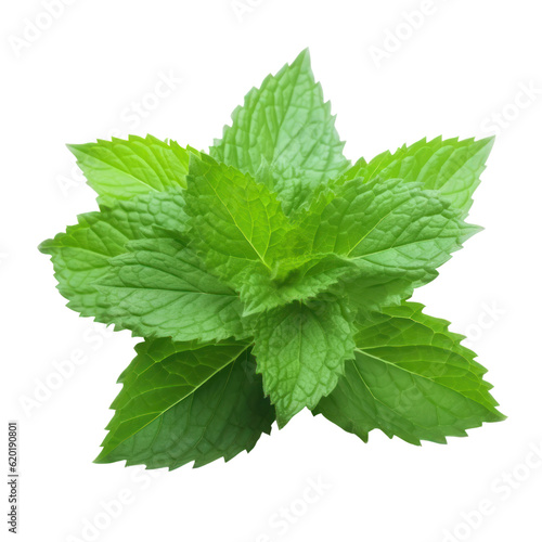fresh mint leaves isolated on transparent background cutout