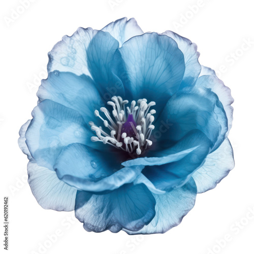poppy flower isolated on transparent background cutout