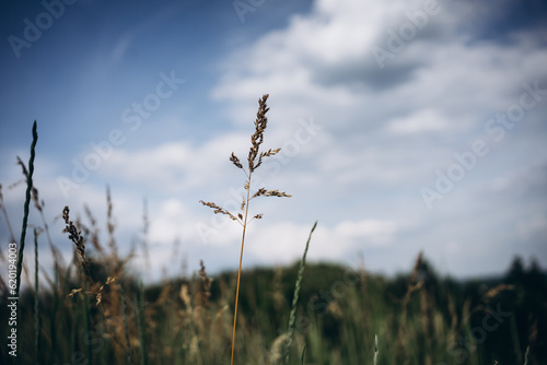 beautiful landscape of field and sky, Ukrainian land in summer