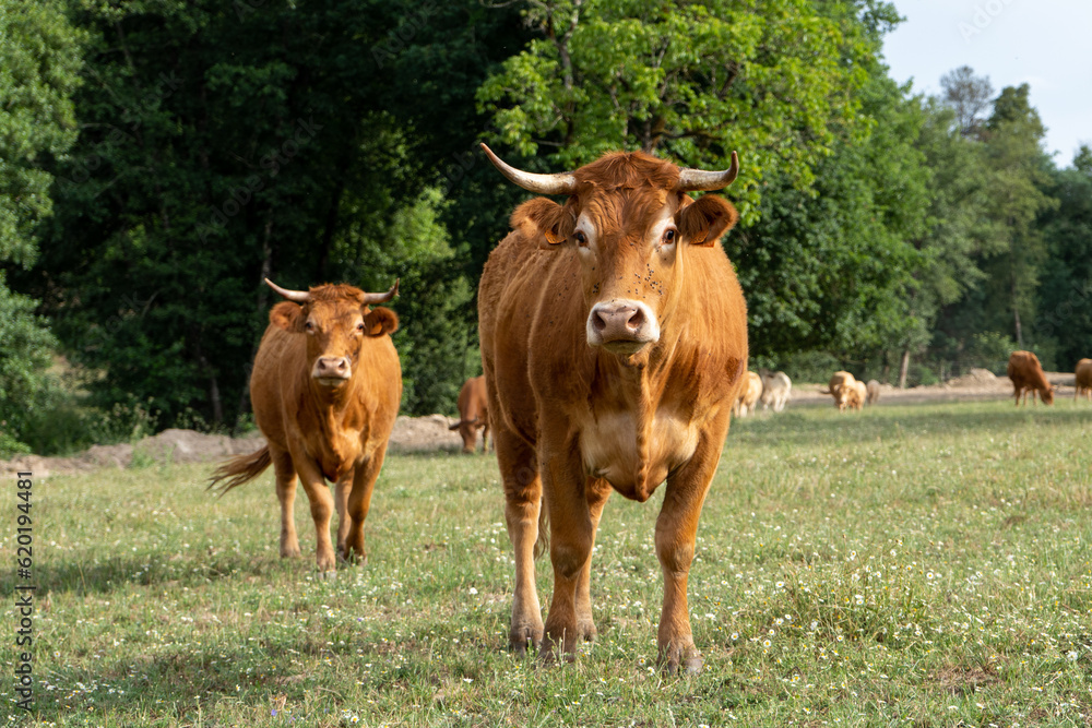 Cows from the farm Cows from the farm