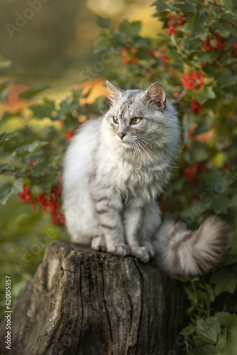 Photo of a beautiful gray cat near a red currant bush.