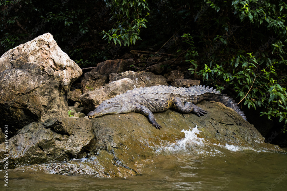Crocodile lying on stone taking sunbath on shore