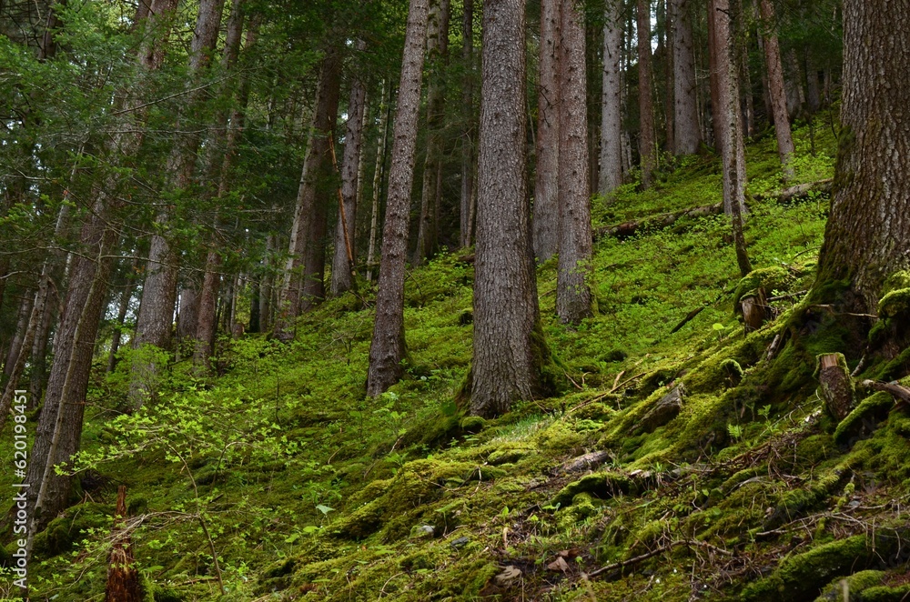 Many trees and moss on ground in forest, low angle view