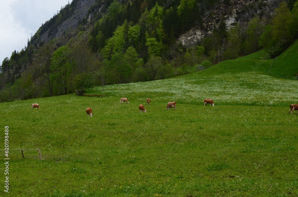 Beautiful view of cows grazing on green meadow in high mountains