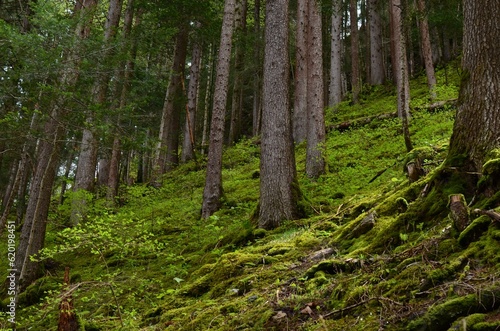 Many trees and moss on ground in forest, low angle view