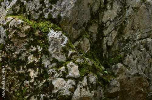 View of rock overgrown with green moss outdoors
