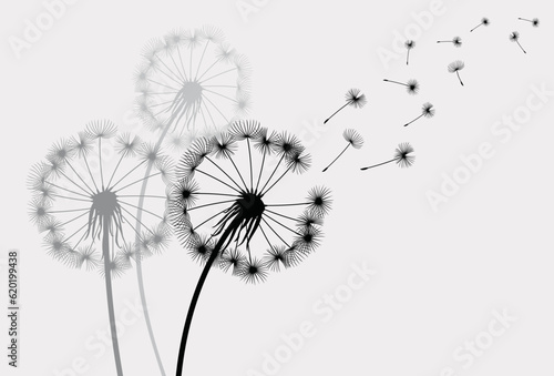 Vector illustration dandelion seed blowing in the wind. Dandelion on a grey background