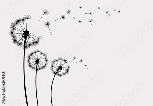 Vector illustration dandelion seed blowing in the wind. Dandelion on a grey background