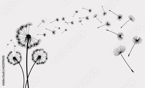 Fototapeta Naklejka Na Ścianę i Meble -  Vector illustration dandelion seed blowing in the wind. Dandelion on a grey background
