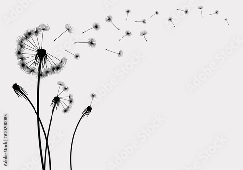 Vector illustration dandelion seed blowing in the wind. Dandelion on a grey background