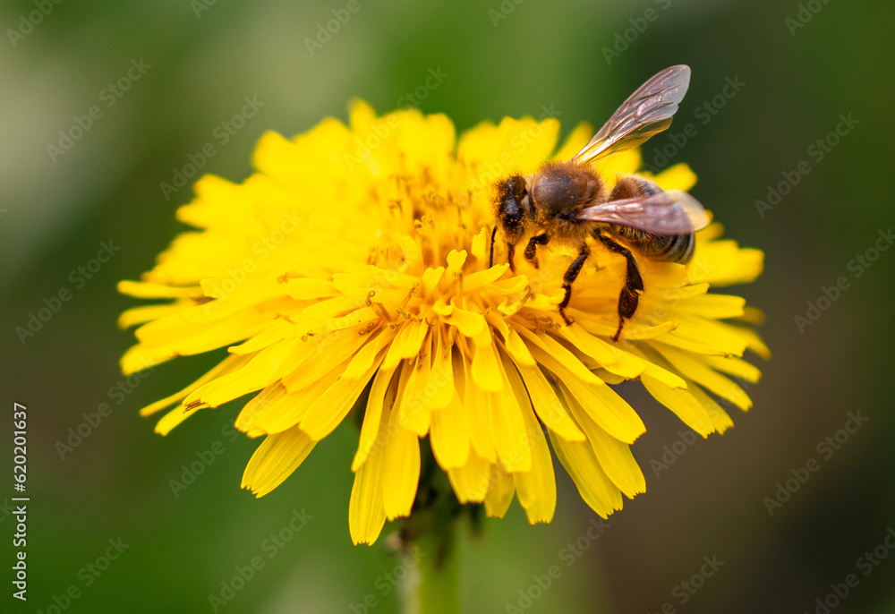 Bee on yellow dandelion flower, macro photo with shallow depth of field Bee on yellow dandelion flower, macro photo with shallow depth of field