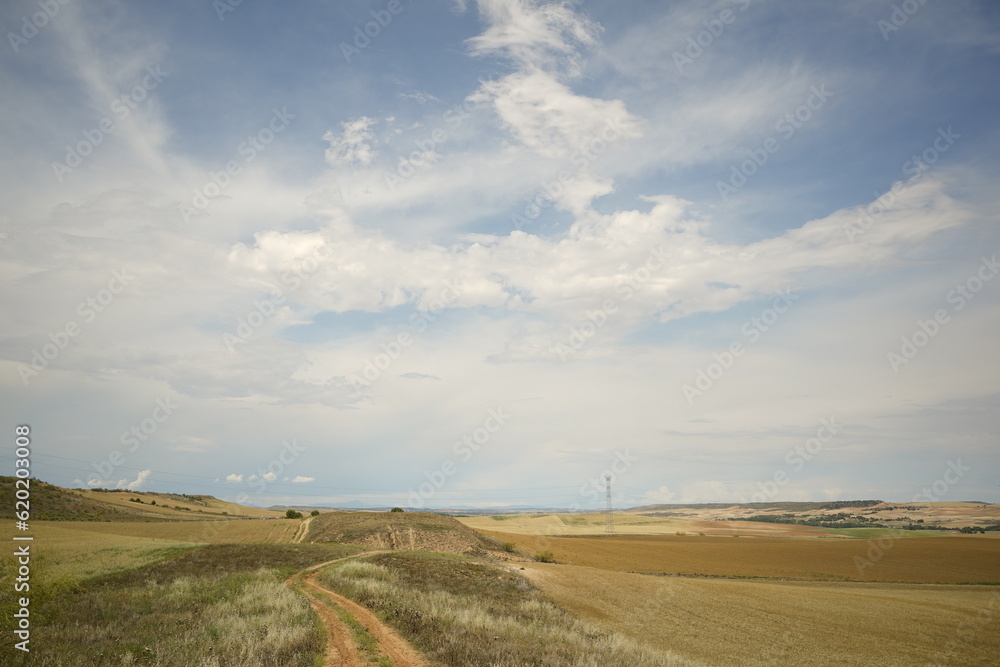 Agriculture, cereal fields in summer Agriculture, cereal fields in summer
