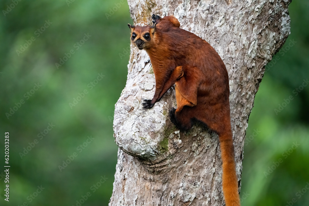 Squirrel Rouge Giant Red Flying Squirrel in Sepilok National Forest Malaysia Stock ...