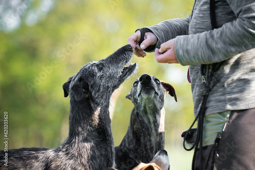 Obraz na płótnie Hund bekommt ein Leckerlie