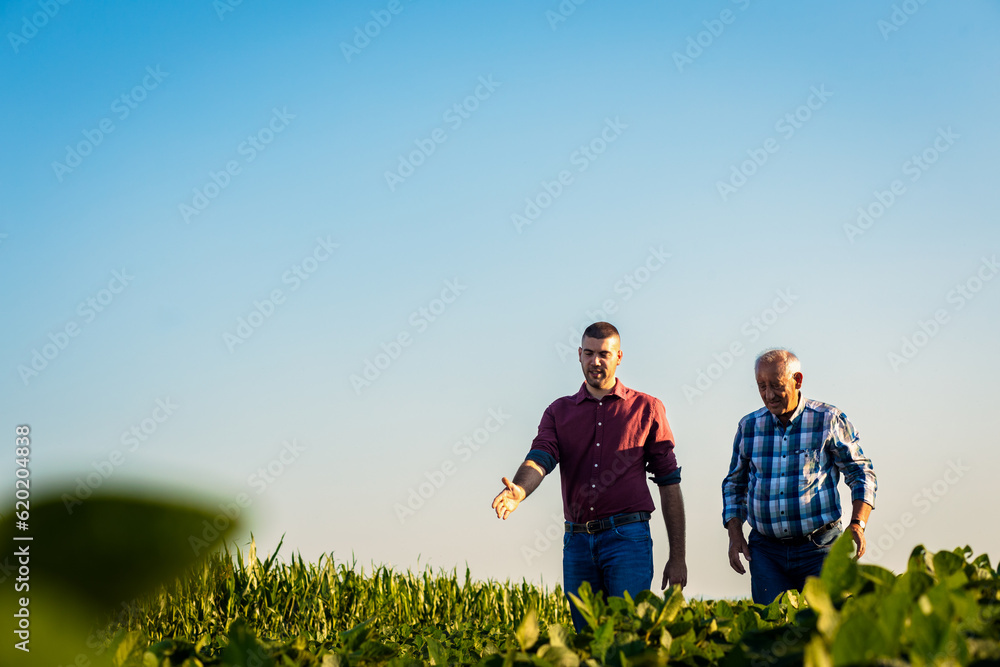 Two farmers walking in a field examining soy crop.