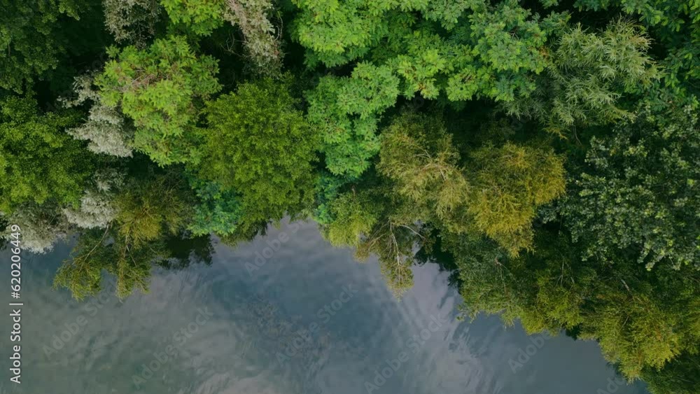 Aerial drone top down view of lake among forest, Nordrhein westfalen, Germany in summer day. High quality 4k footage