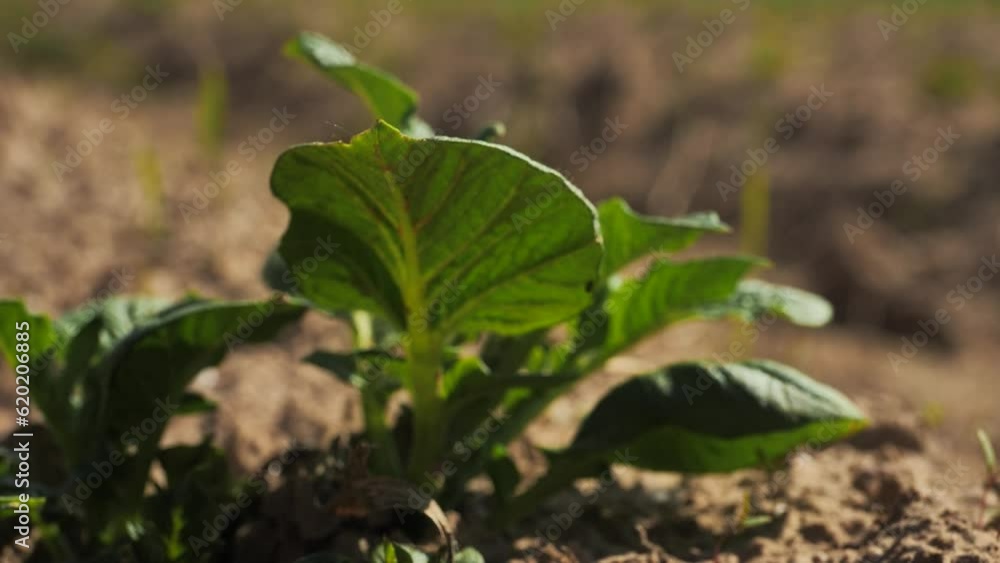 young green potato sprouts on the field on a sunny day, close-up, bottom view young green potato sprouts on the field on a sunny day, close-up, bottom view