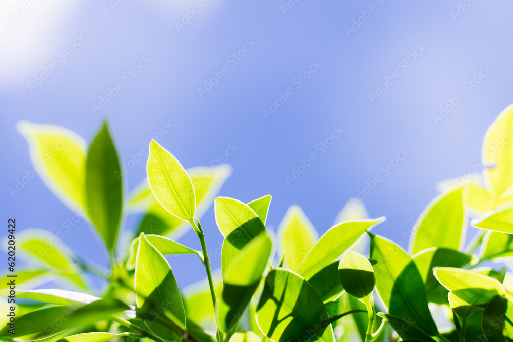 Closeup nature view of green leaf on blue background with copy space using as background concept Closeup nature view of green leaf on blue background with copy space using as background concept