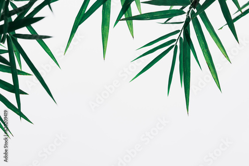 Closeup dark green bamboo leaf on white background using as background or fresh wallpaper concept