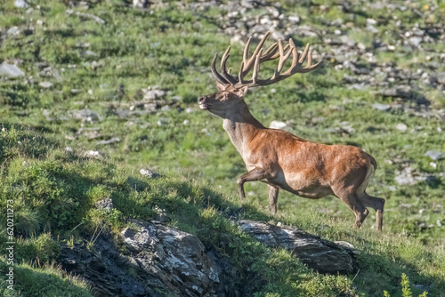 Male imposing red deeror stag (Cervus elpahus) with huge velvet antlers running in an alpine meadow on a sunny morning, Italian Alps Mountains, Piedmont. Wild.
