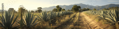 Agave tequilana, commonly called blue agave or tequila agave. photo