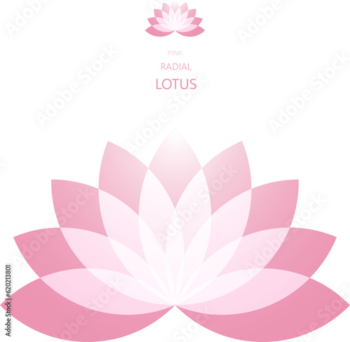 Pink Radial Lotus