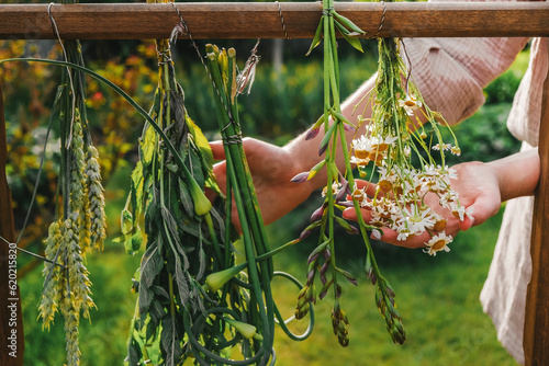 Herbalist.Woman collects and dries organic eco friendly medicinal herbs. Alternative medicine, naturopathy, herbal medicine. Self care natural product,herbalism,herbs collection,organic bouquet