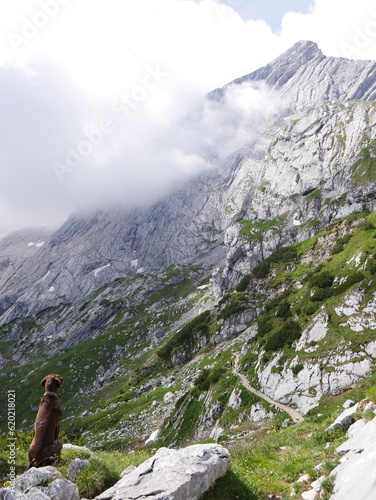 Dog on mountain top with clouds in the morning