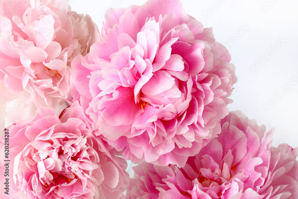 Bellissimi fiori di peonie rosa isolati su sfondo bianco. Composizione floreale. Perfetto per poster, San Valentino, festa della mamma, matrimonio, anniversario. Copia spazio.