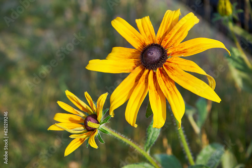 Rudbekia błyskotliwa, Rudbeckia fulgidakwiat