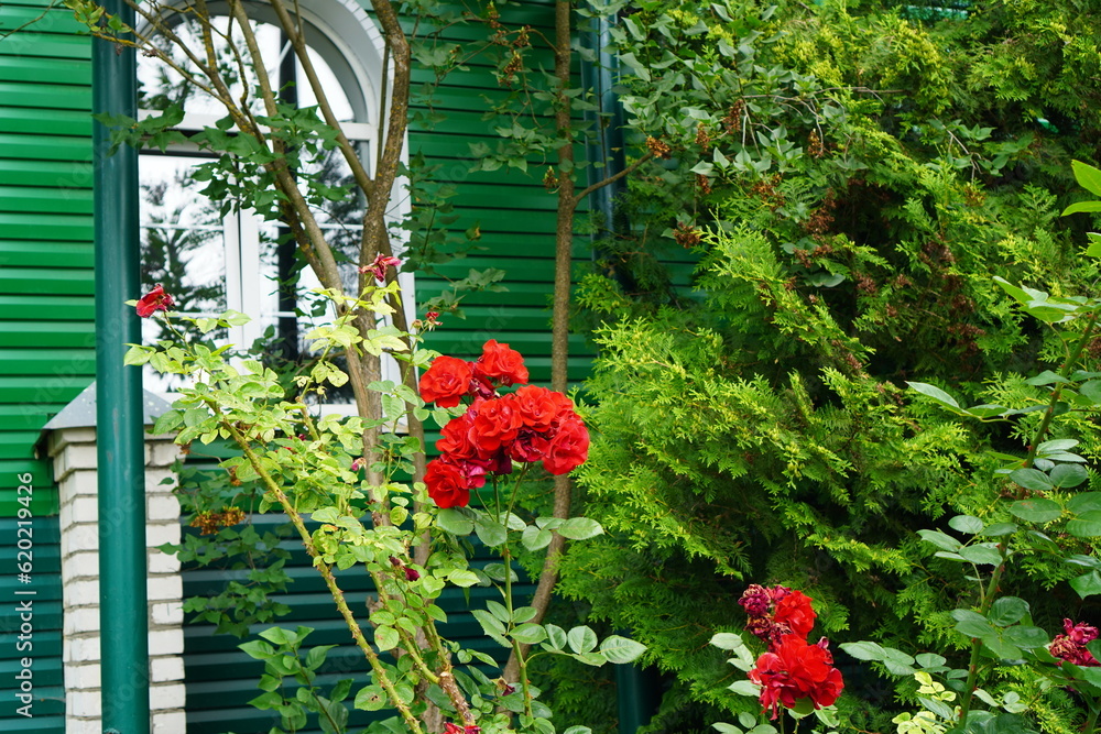 Fototapeta premium flowers in a garden