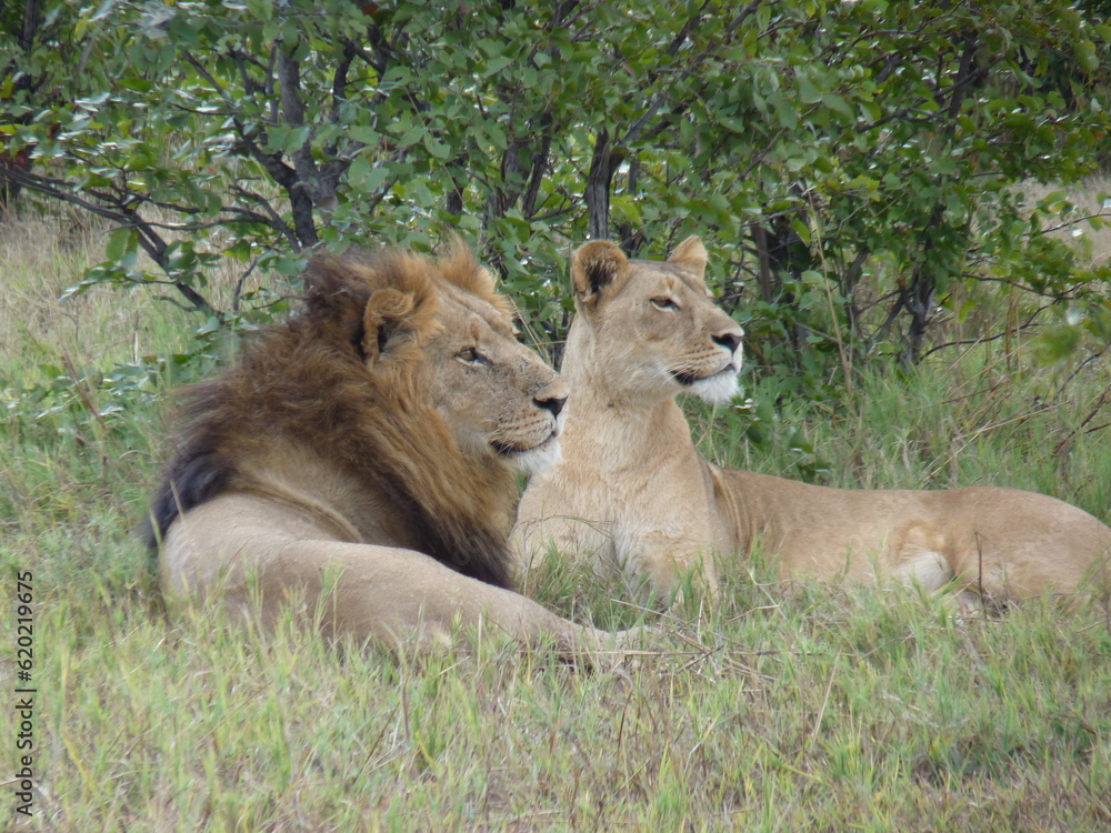 Naklejka premium lion and lioness