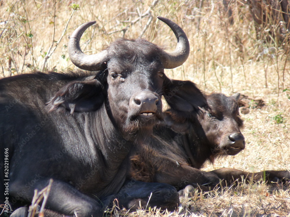 buffalo buffalo