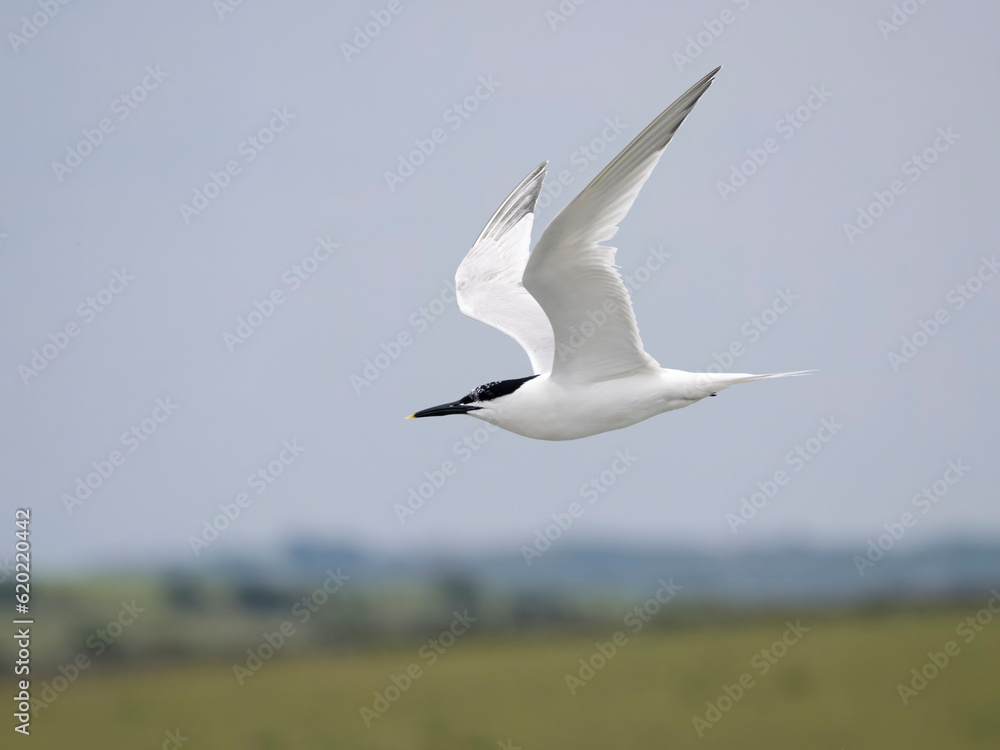 Sandwich tern, Sterna sandvicensis Sandwich tern, Sterna sandvicensis