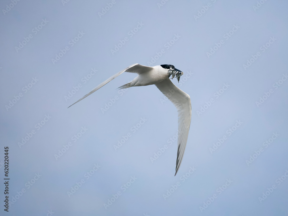 Sandwich tern, Sterna sandvicensis Sandwich tern, Sterna sandvicensis