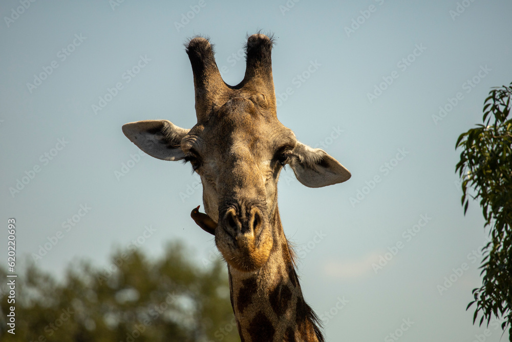 Fototapeta premium giraffe in the wild